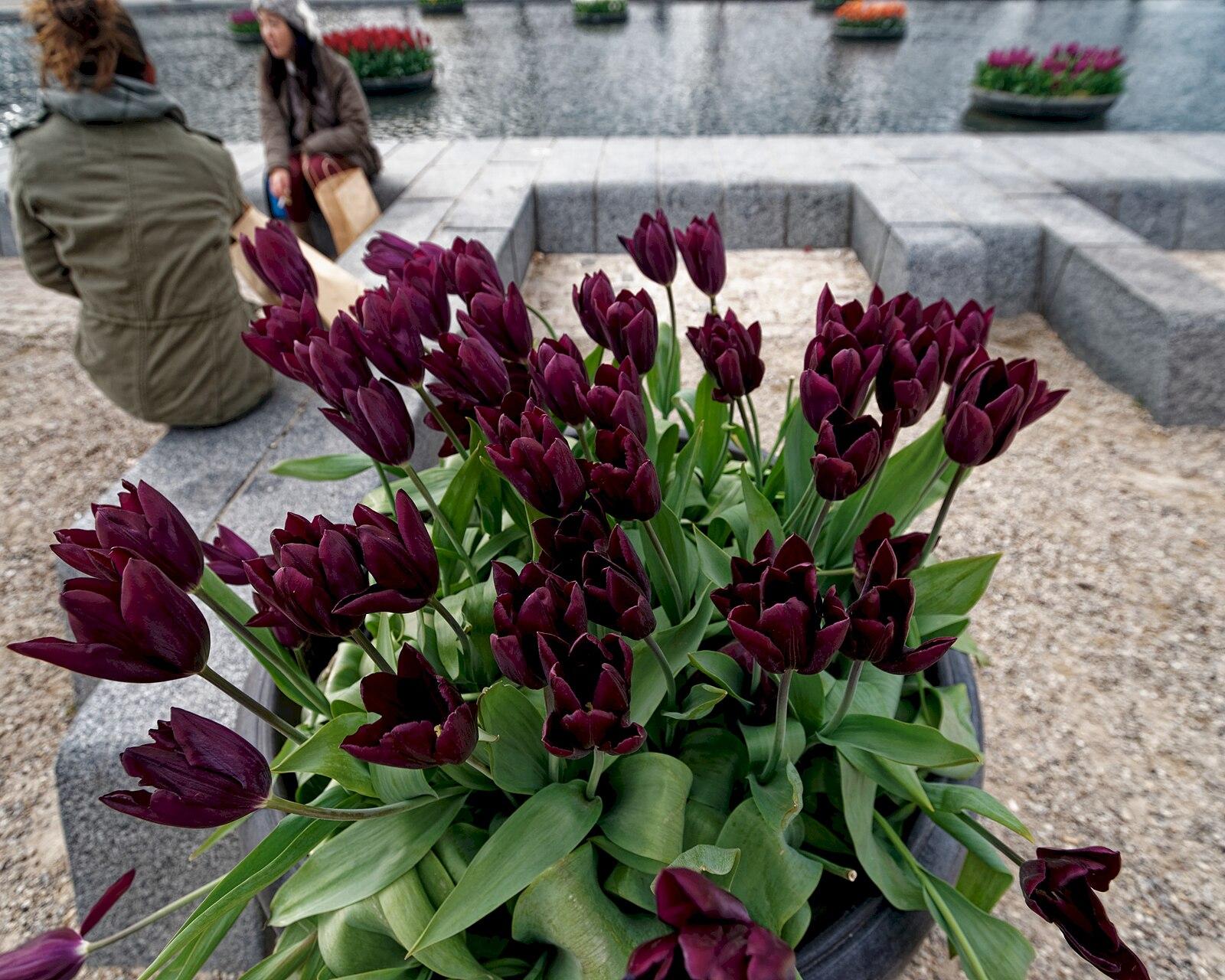 Amsterdam Museumplein Tulips around the Pond on Museumplein 10